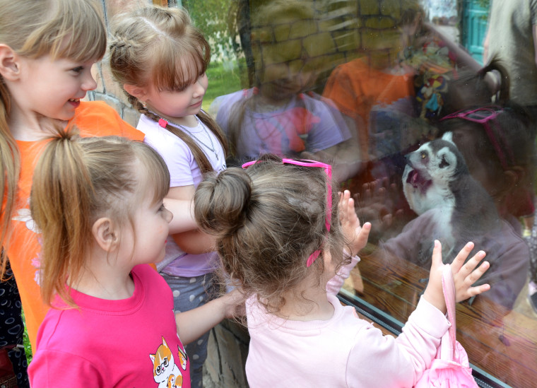 Эвакуированные из Грайворонского горокруга жители посетили Старооскольский зоопарк.