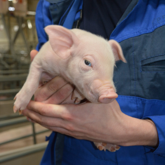 На Белгородском свинокомплексе «Сибагро» родились первые поросята.