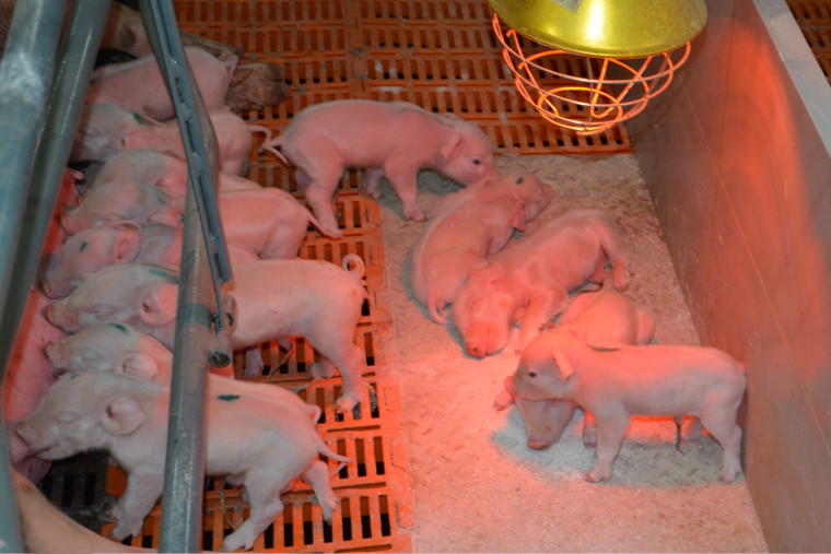 На Белгородском свинокомплексе «Сибагро» родились первые поросята.